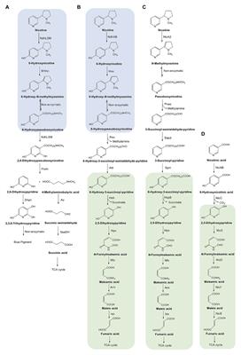 Physiology of a Hybrid Pathway for Nicotine Catabolism in Bacteria